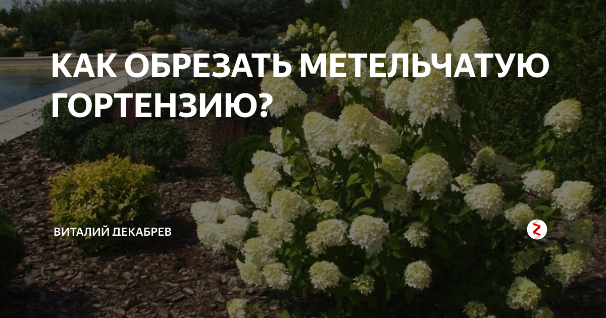 Как готовить к зиме гортензию метельчатую. Обрезка гортензии метельчатой. Схема обрезки метельчатой гортензии. Обрезка метельчатой гортензии весной