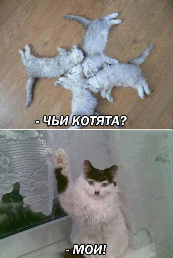 Рисунки кот гитлер (42 фото)