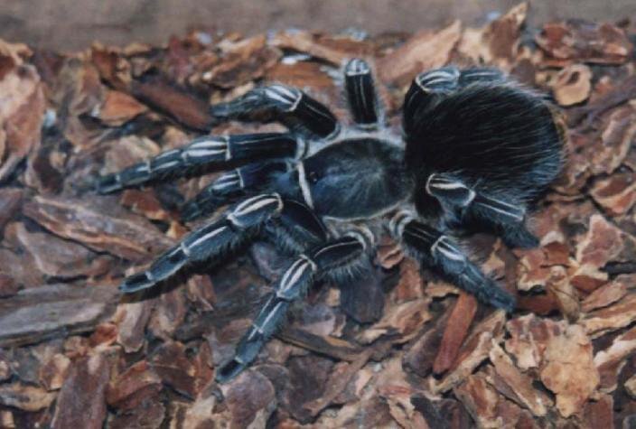 10 самых страшных пауков в мире