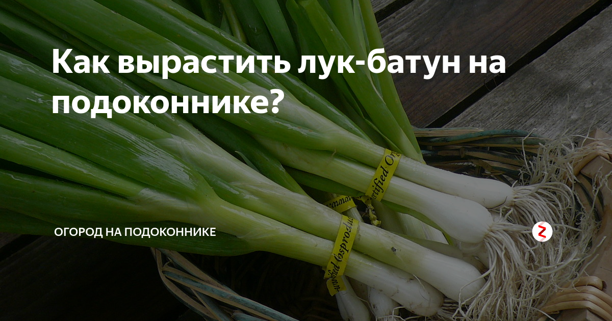 как вырастить лук на подоконнике из семян