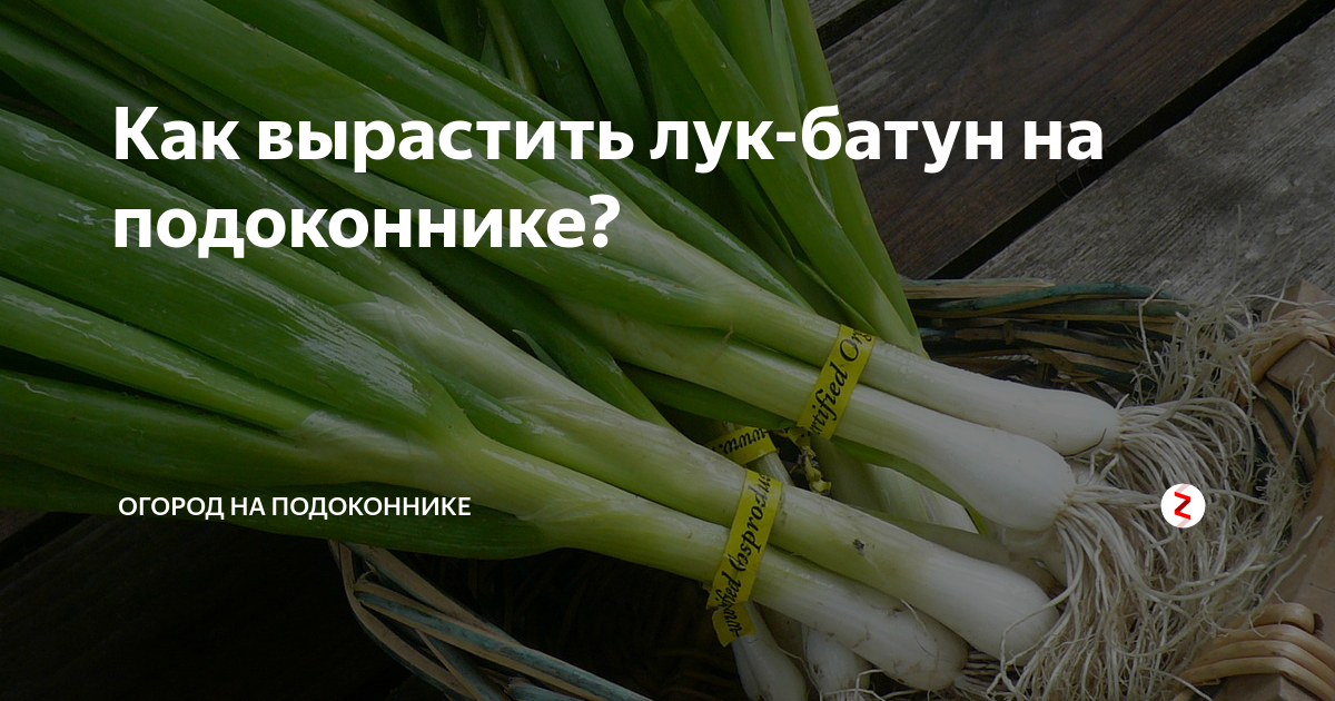 Лук батун на подоконнике. Лук батун семена. Лук батун апрельский на подоконнике. Лук-батун выращивание на подоконнике.