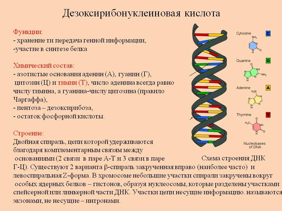 Схема расшифровка генетической информации