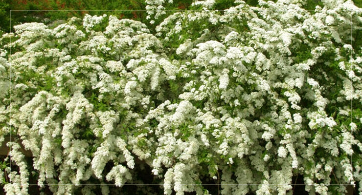 Весеннецветущая спирея