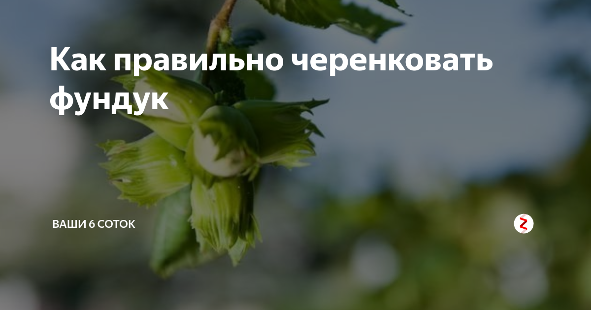 Как черенковать калину