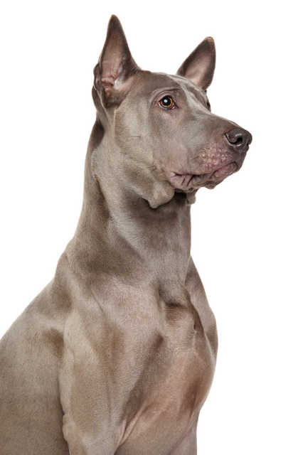Внешний вид