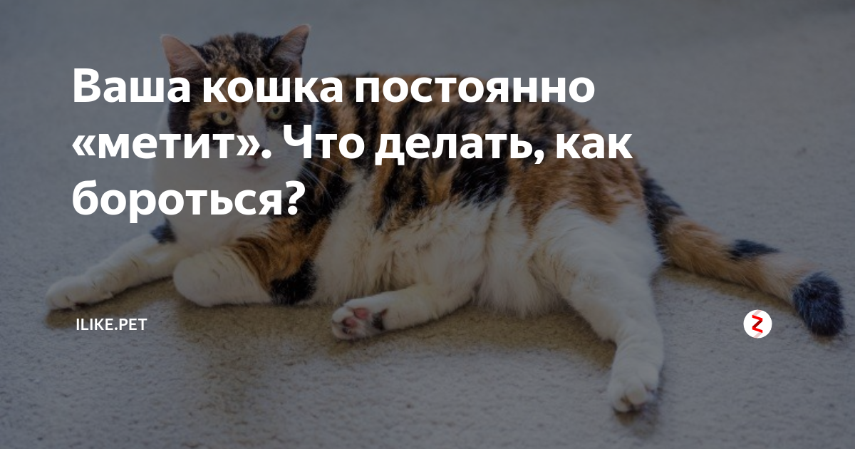 Кошка всегда. Кот метит сонник. Кошка часто котятится что делать как бороться. Выражение метит. Как как котика метит что он вчера покушался.