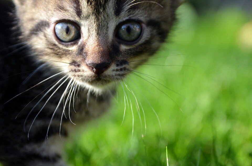 Кошка боится есть. Кошка боится. Scared Kitten. Писика. Кошки ИСУП.