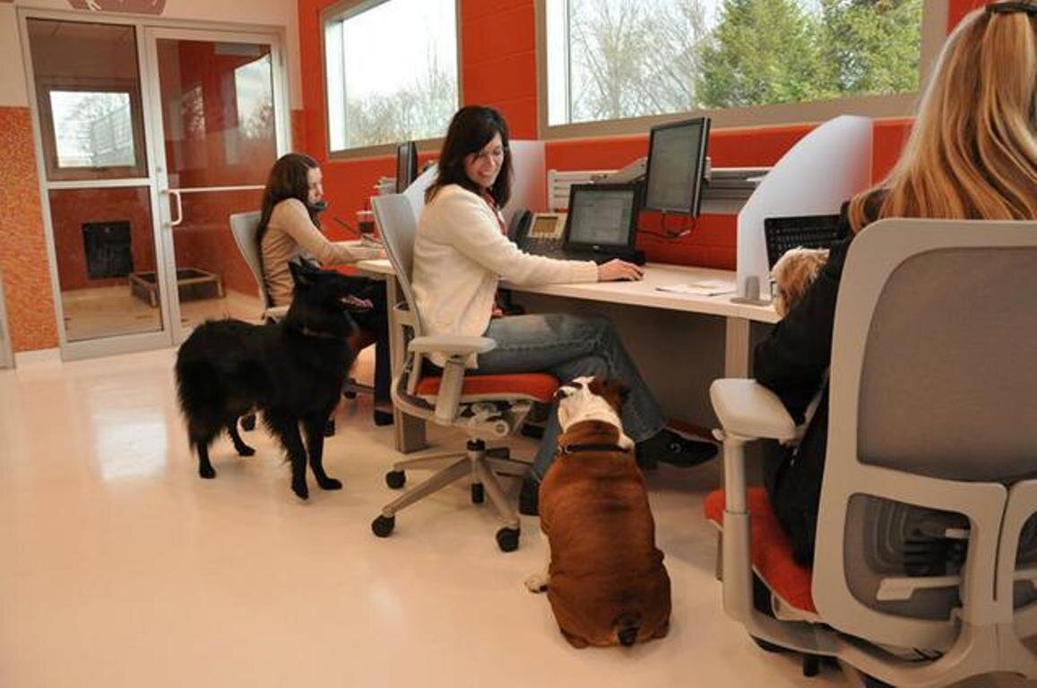 My friend is office. Собака в офисе. Домашние животные в офисе. Pet-friendly офис. Офис с животными.