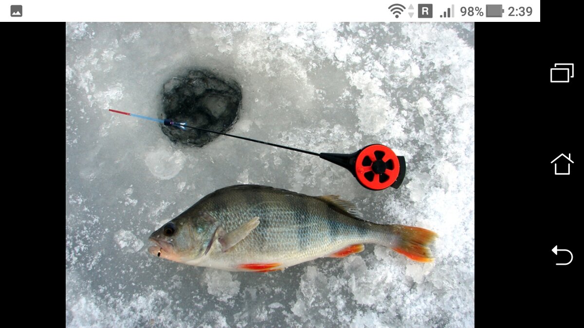 Фото зимняя снасть с уловом 