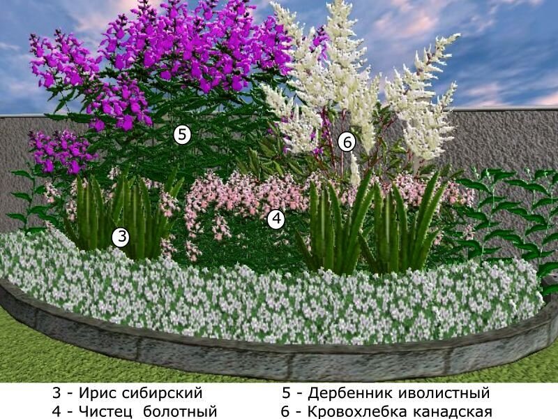 Примеры клумб из многолетников фото схемы с названиями