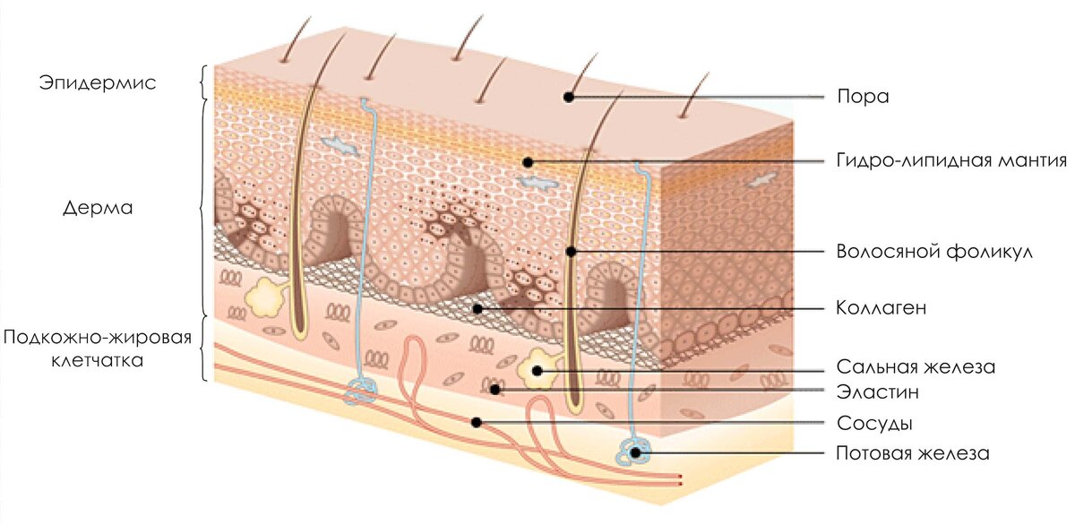 кожа схема эпидермис дерма. строение кожи лица. кожа эпидермис дерма гиподерма. эпидермис дерма гиподерма. слои кожи человека.