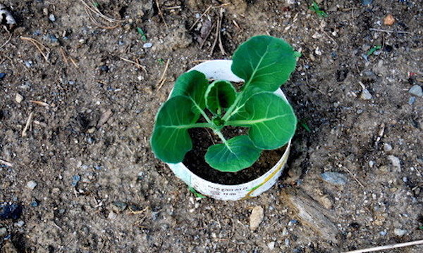 Фото: http://ugc-01.cafemomstatic.com/gen/constrain/500/500/85/2010/05/30/18/6r/tp/po8d7gqrk0.jpg