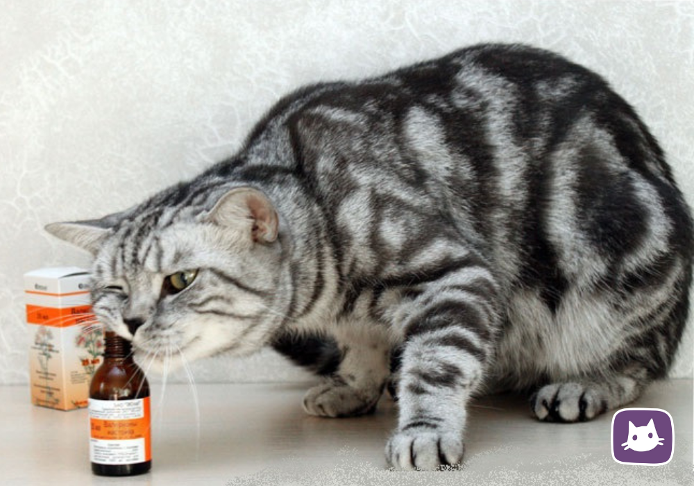 Можно коту таблетку валерьянки. Валерьянка для кошек. Коты и валерьянка. Кот и валериана. Валериана для кошек.
