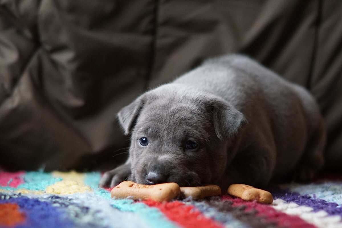 щенок овчарки. лабрадор и немецкая овчарка. про маленького щенка. щеночек дворняжка. щеночек немецкой овчарки.