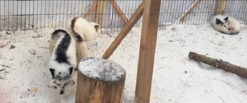 Спаривание лисиц снежной и снежно-красной 