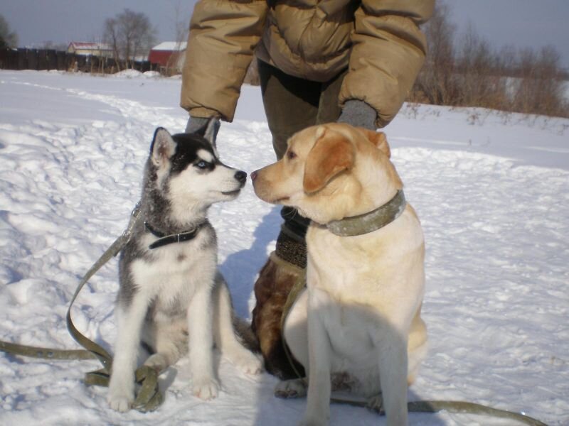 Источник фото: https://labroclub.ru/forum/gallery/sizes/526/large/