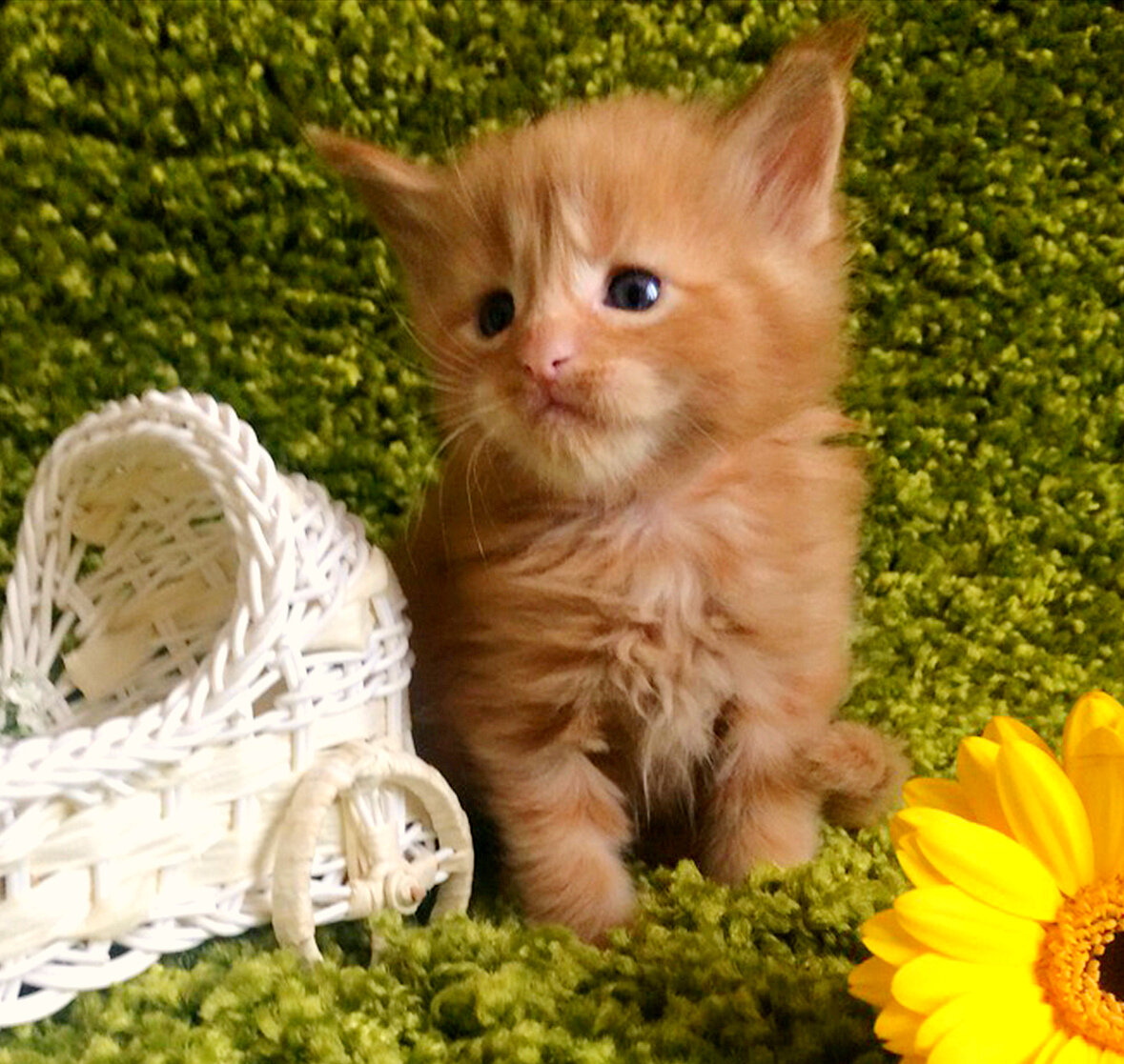 фото котёнка из питомника Adamand-coon