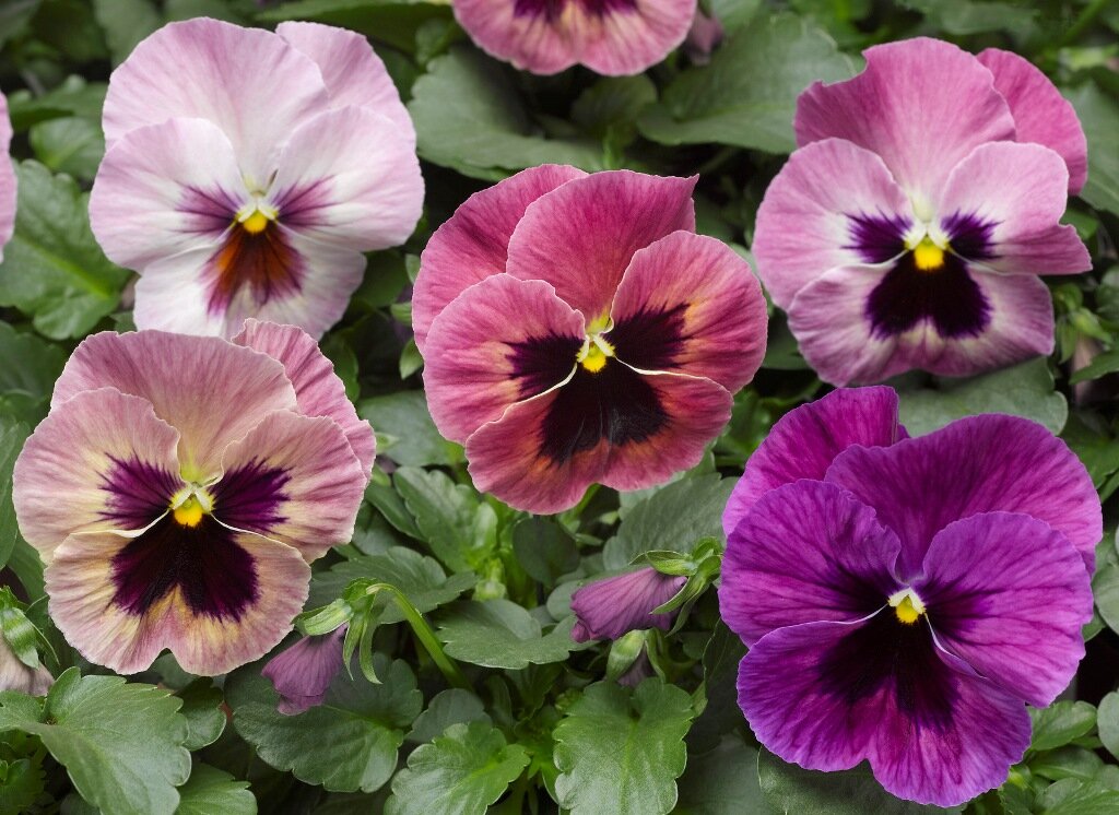 прекрасная виола
 
  