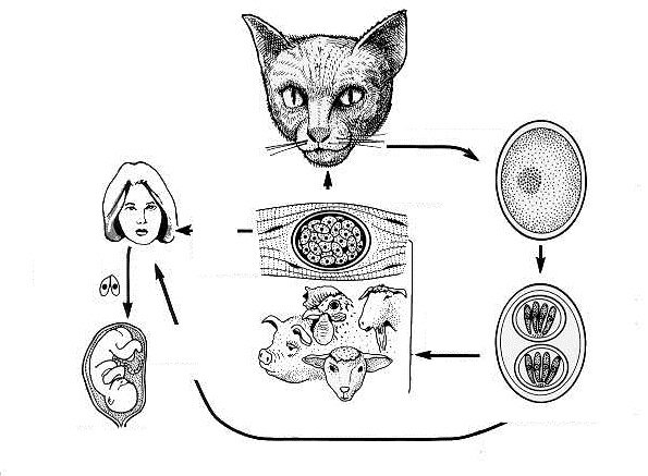 Жизненный цикл токсоплазма