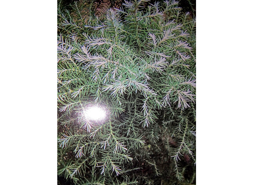 Это очень изящное вечнозеленое дерево. Криптомерия является национальным  символ ом Страны восходящего солнца. В Японии присутствует в дизайне каждого сада.Она освежает и оздоравливает воздух в помещениях. Повышает уровень жизненной активности.