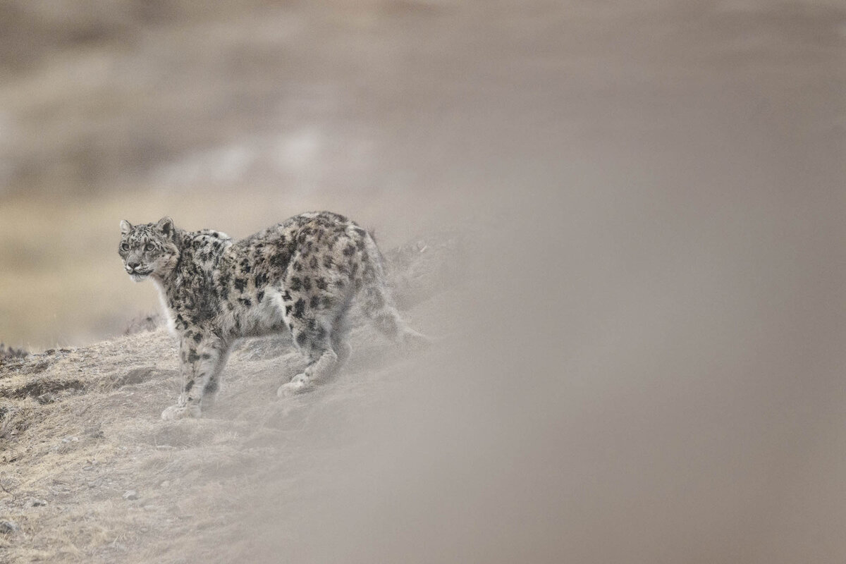 Фото: Венсан Мюнье