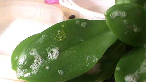 Многие паразиты боятся мыла