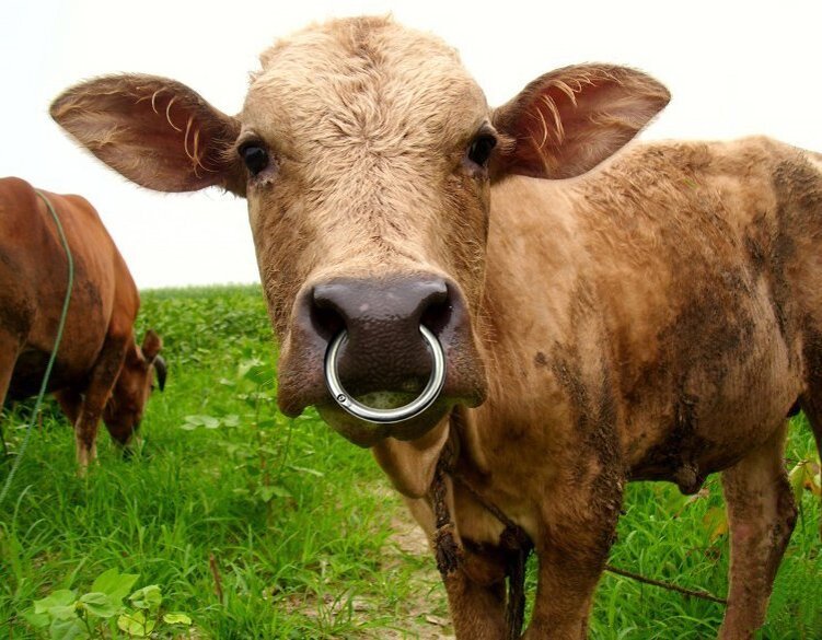 Корова с кольцом на носу
