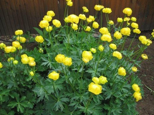 фото из интернета