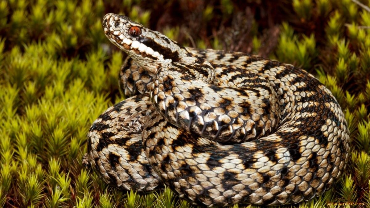 Обыкновенная Гадюка