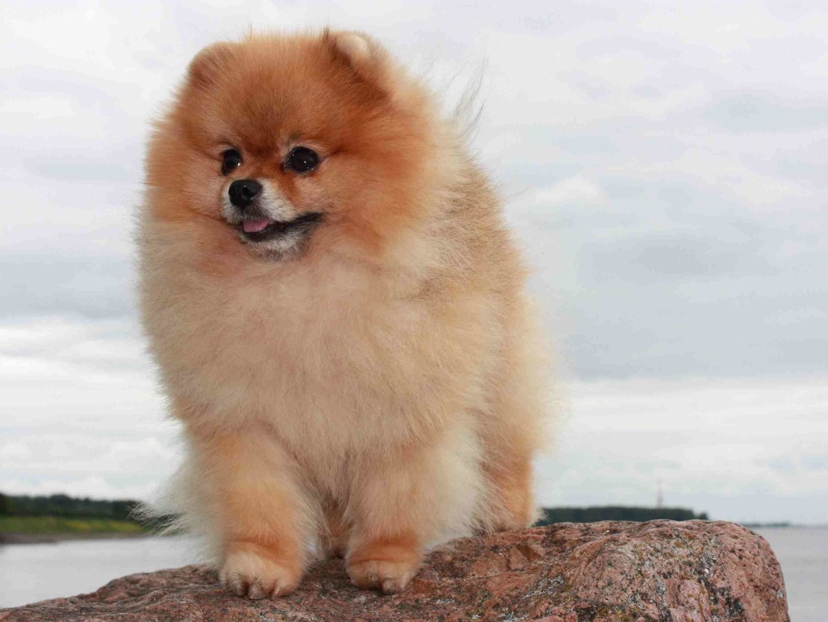 ПЕРВАЯ СОБАКА КОТОРАЯ ВОШЛА ПОД ЦИФРУ 1