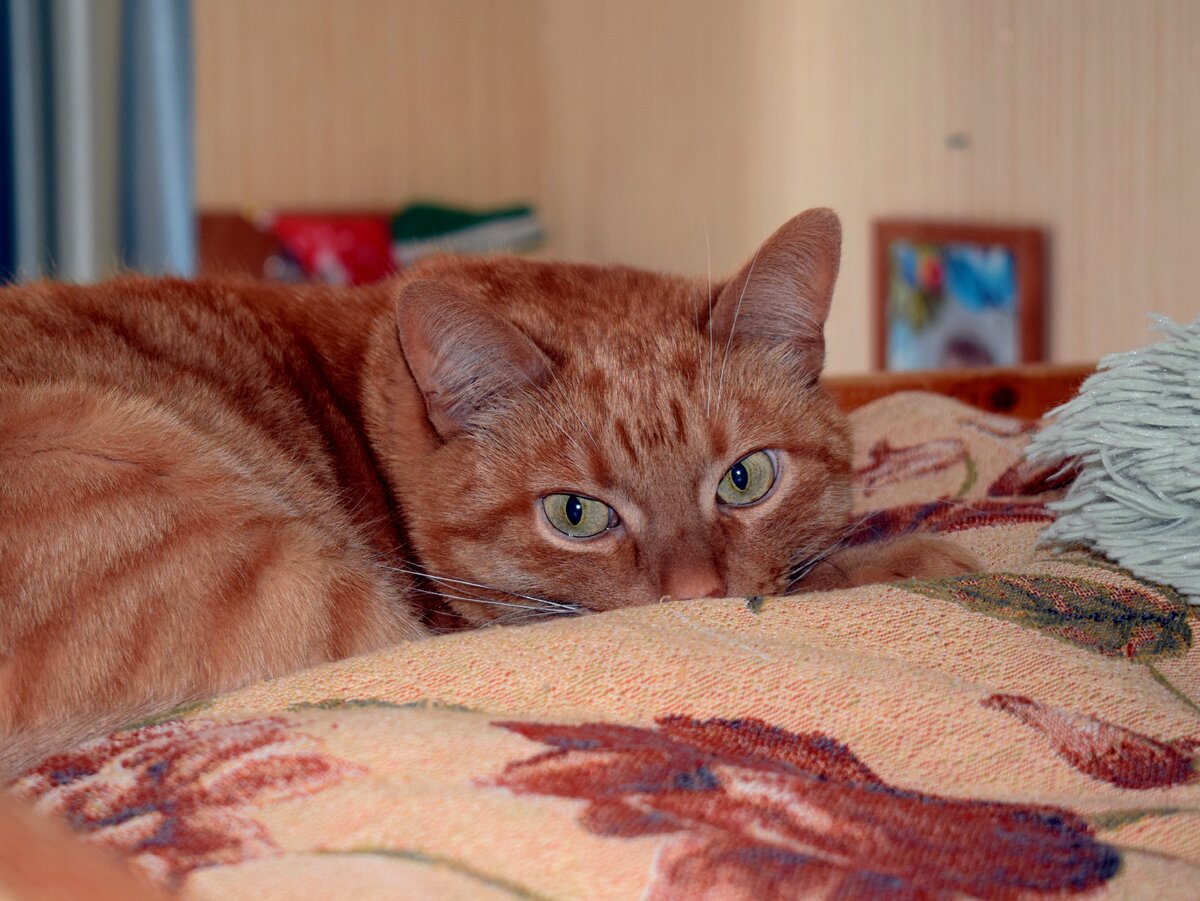 Мой кот поднимается на двухэтажную кровать по обычной деревянной лестнице без проблем