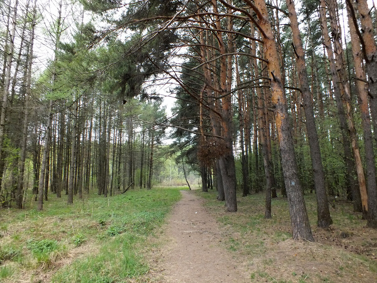 Речь идёт о Ульяновском лесопарке в окрестностях района Ново-Переделкино.-2