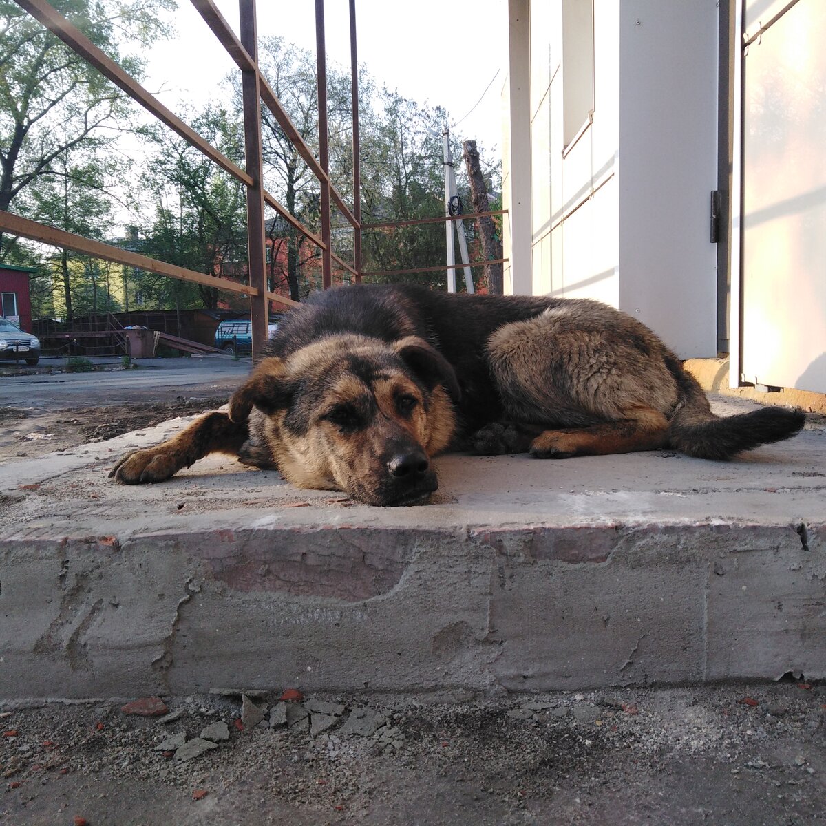 Тигрик-мой пушистый уличный друг.