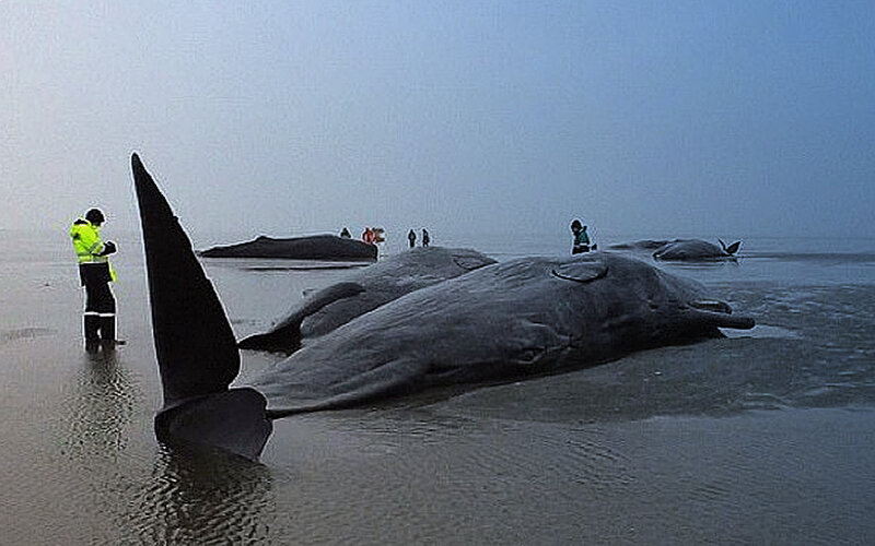 Почему киты выбрасываются на берегу. Киты выбрасываются на берег. Почему киты выбрасываются на берег.