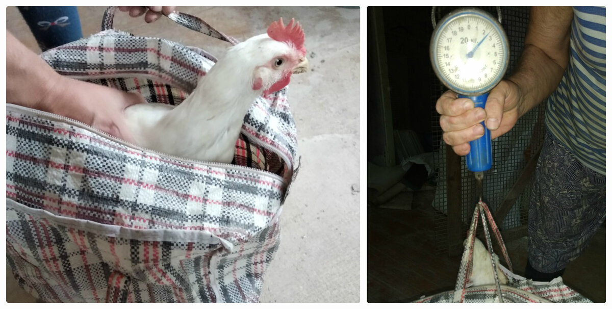 Вес бройлера Хаббард в полтора месяца