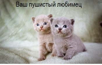 В первую очередь,это не забывать,что пушистики-независимые животные.Они живут самостоятельно.Не любят подчинения.Для них важны покой и ласка.Но ласкаются они только тогда,когда им этого хочется.Кошке требуется немного больше времени для привыкания к своему месту проживания,чем собаке.Если ваша квартира большая,то питомца следует знакомить постепенно с его местом жительства.
