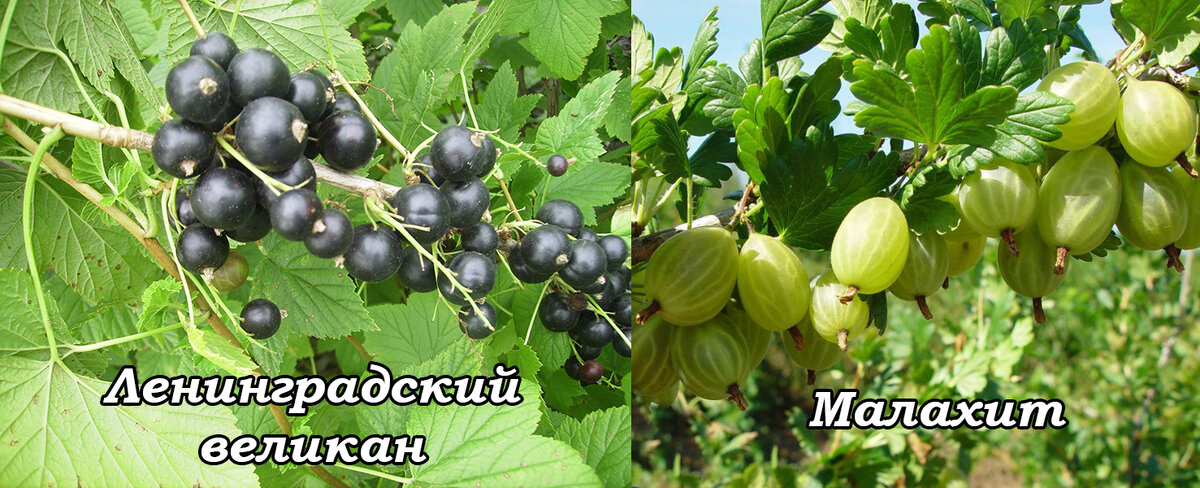 Урожай смородины "ленинградский великан" и крыжовника "Малахит"