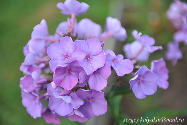 Флокс Карл Форстер