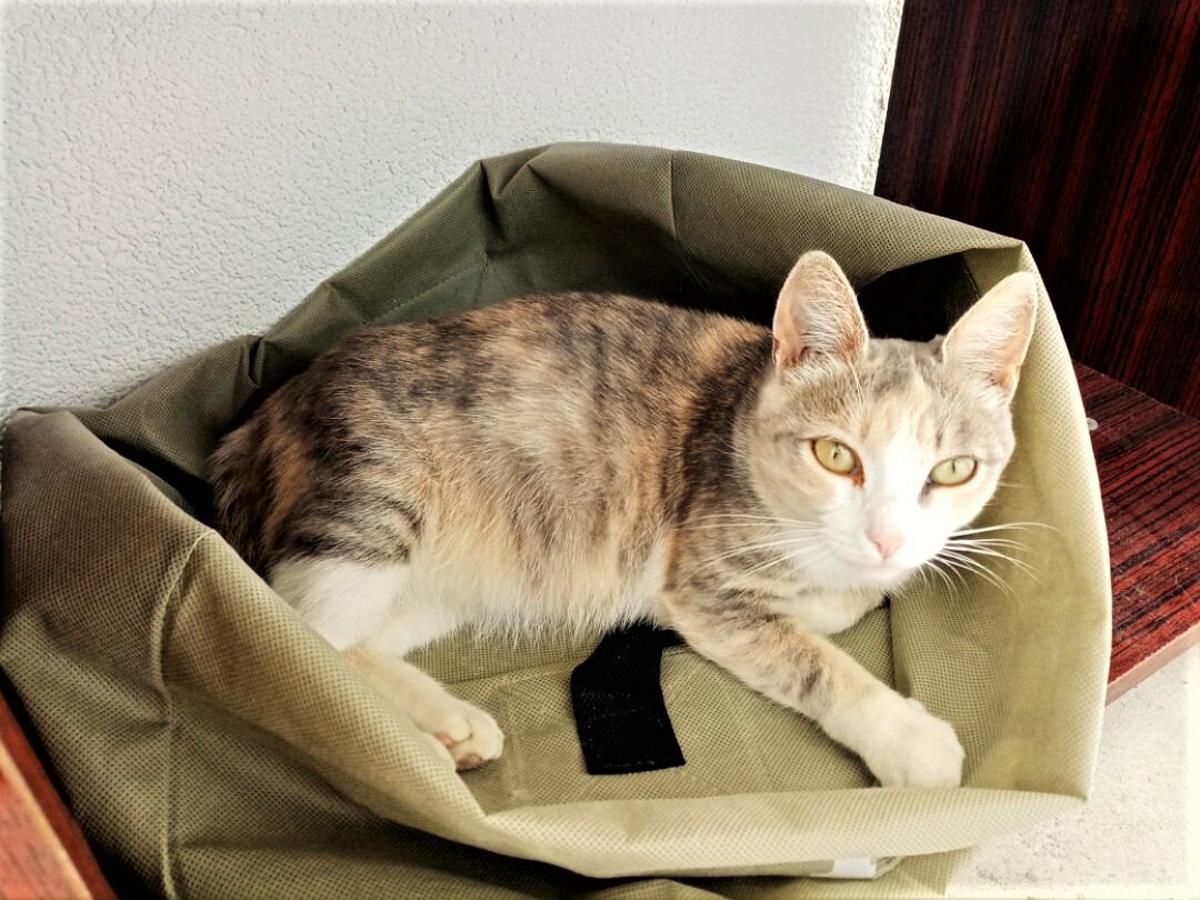 (Мазда - милое создание с мохнатой душой - фото от Ивана)