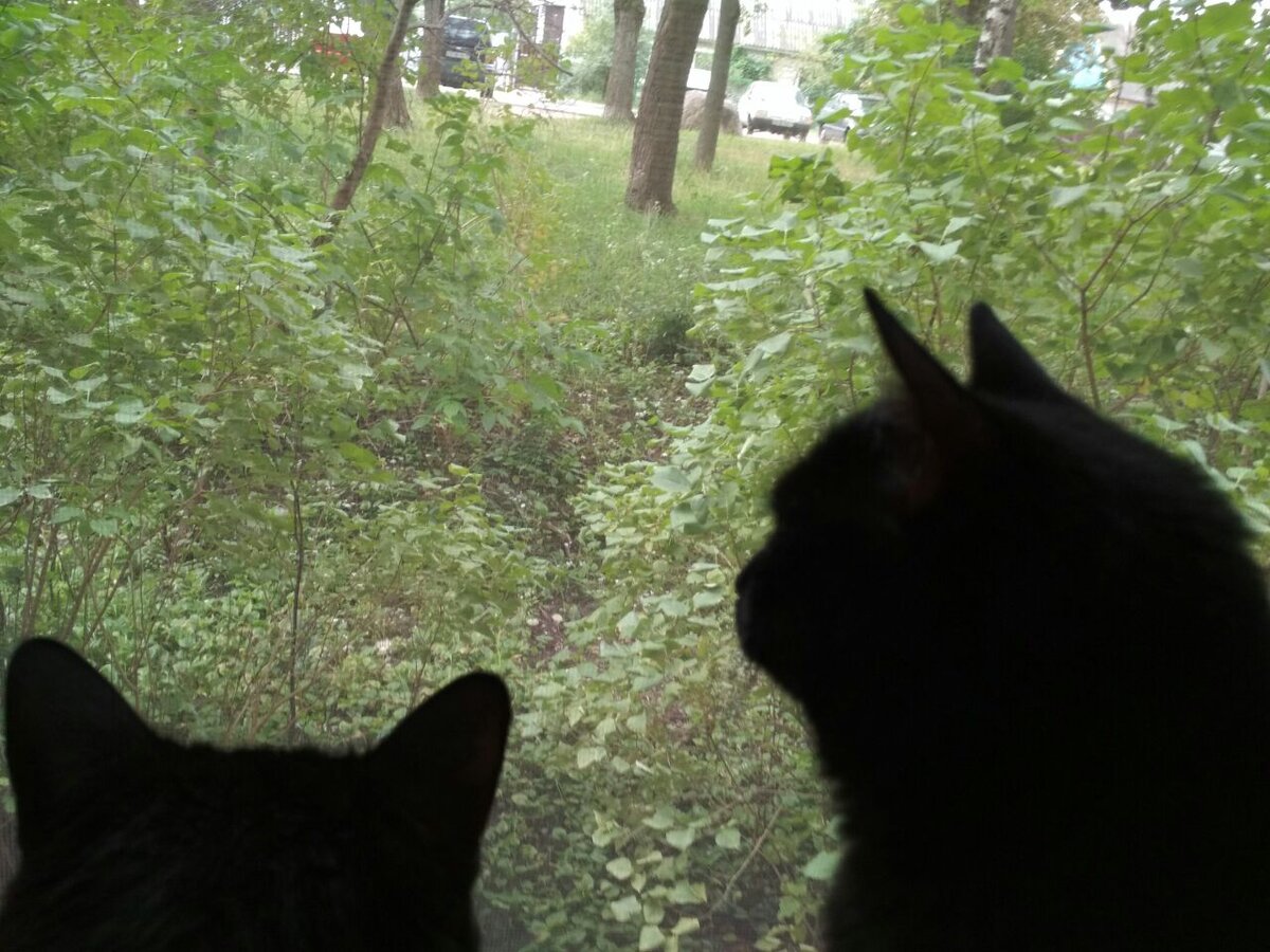 Где же ты, хозяин?