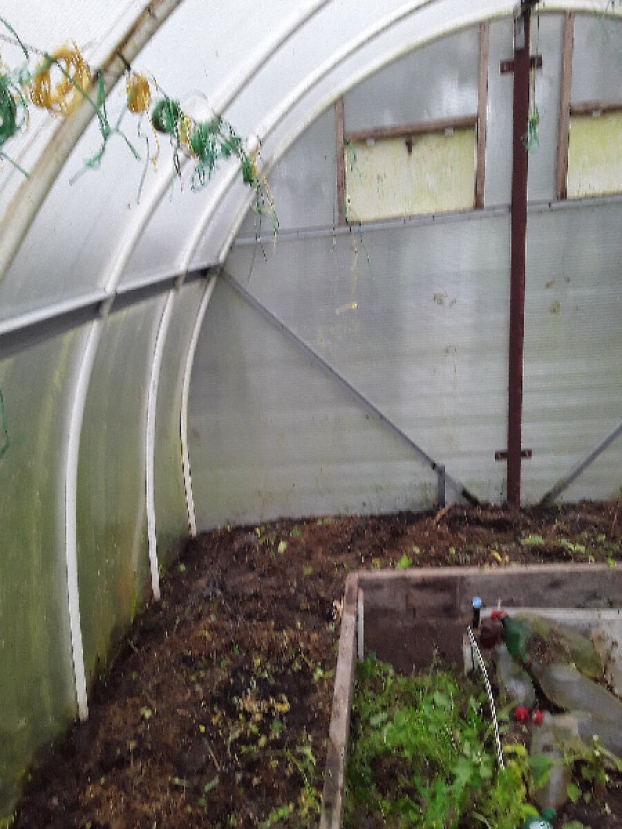 Срезала помидоры и перцы, унесла в компост.