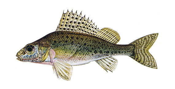 Источник: Яндекс картинки