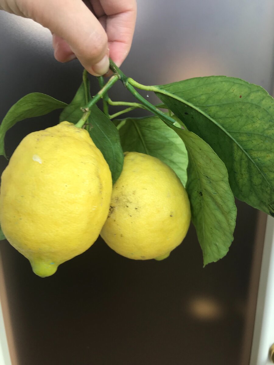 Статья на тему «Дорогая ли жизнь в Италии». Цены на продукты.