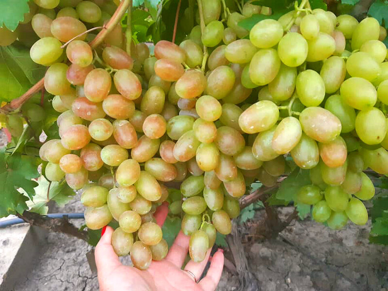 Секрет крупных гроздей винограда