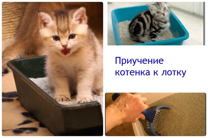 Котенок не писал. Приучение котенка к лотку. Лоток для котят. Котята ходят в лоток. Как приучить котёнка к латку.