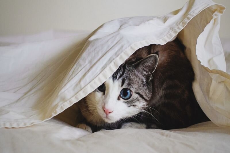 Как отучить кошку гадить: эффективные способы устранения проблемы |  PetGlobals.com | Дзен