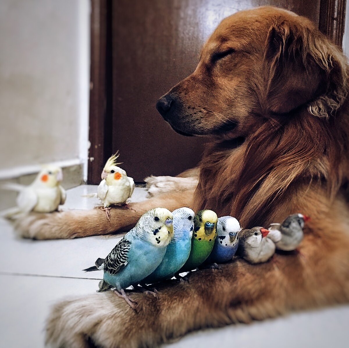 Собака в дзене. Фотография взята из открытых источников 