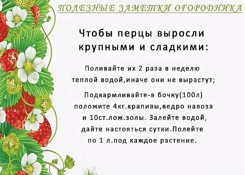 
10. Рассаду тыквенных культур, таких как огурец, патиссон, кабачок можно
вырастить таким образом: нарезать дернину на кубики 10*12 см,
перевернуть корнями вниз, сделать углубление и высадить в него семечко.
11. Чтобы черешки ревеня вырастали толстыми, почву под растениями удобряют каждый год.
12. Не подкармливайте настоем крапивы фасоль, горох, лук, чеснок, бобы.
13. Яблоне и груше требуется больше калия, а вишне- азота.
14. Если рассаду каждый день по 1-2 минуты поглаживать по макушкам, она
не будет вытягиваться. При касании выделяется этилен, который сдерживает
этот процесс.