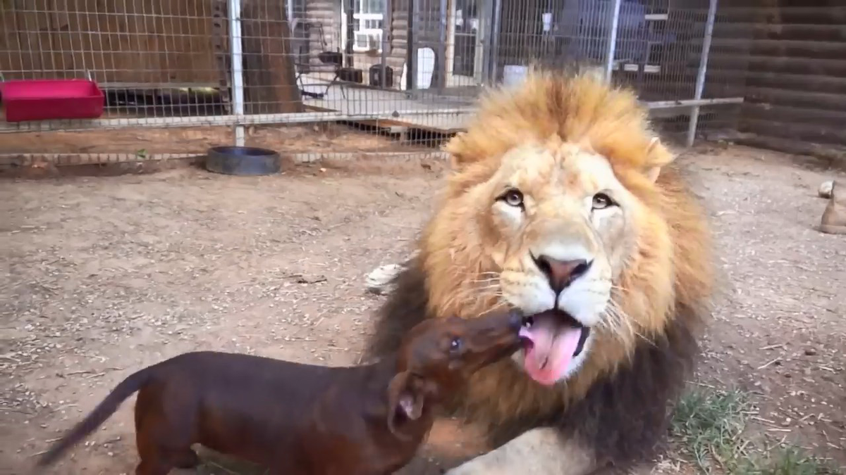 davaipogovorim.mirtesen.ru