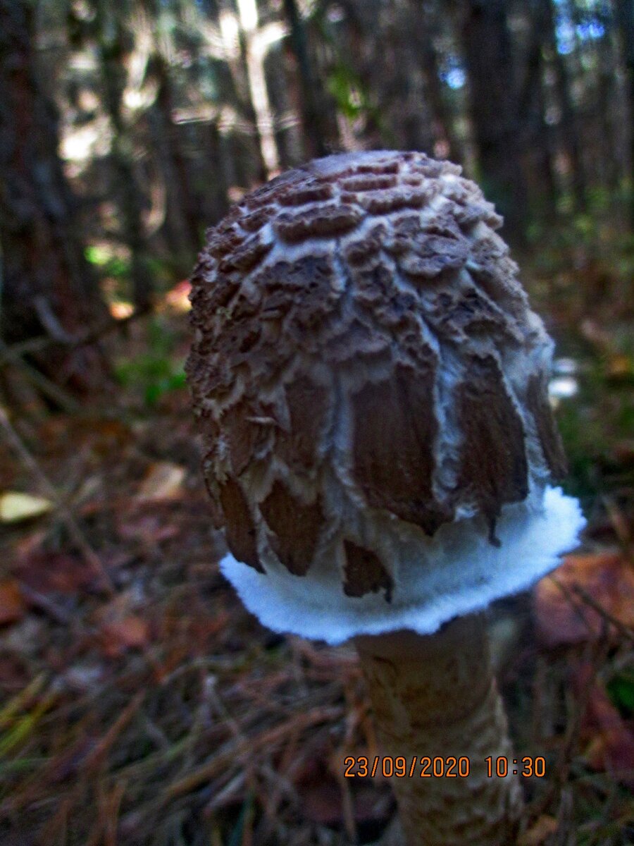 ЗОНТИК ...ИЛИ  ПОГАНКА???